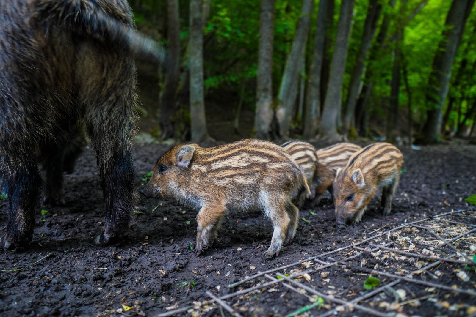 Sony a6400 + Sigma 16mm F1.4 DC DN | C sample photo. Wild boar, pig, sows photography