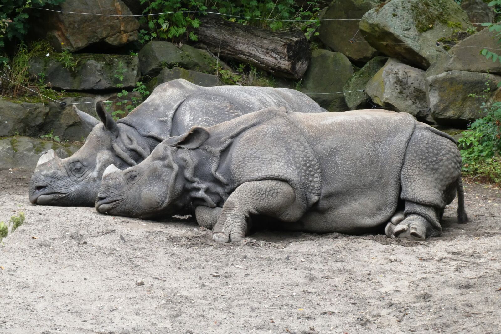 Panasonic Lumix DC-ZS70 (Lumix DC-TZ90) sample photo. Rhino, zoo, blijdorp photography