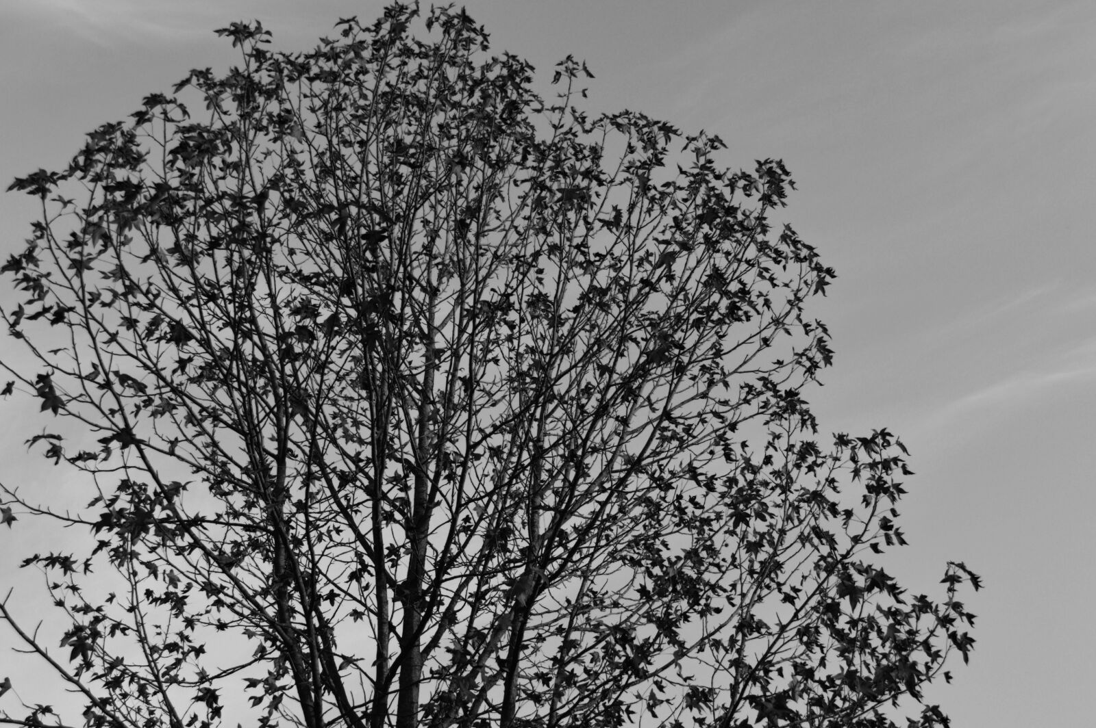 Nikon D3200 sample photo. Low, angle, view, of photography