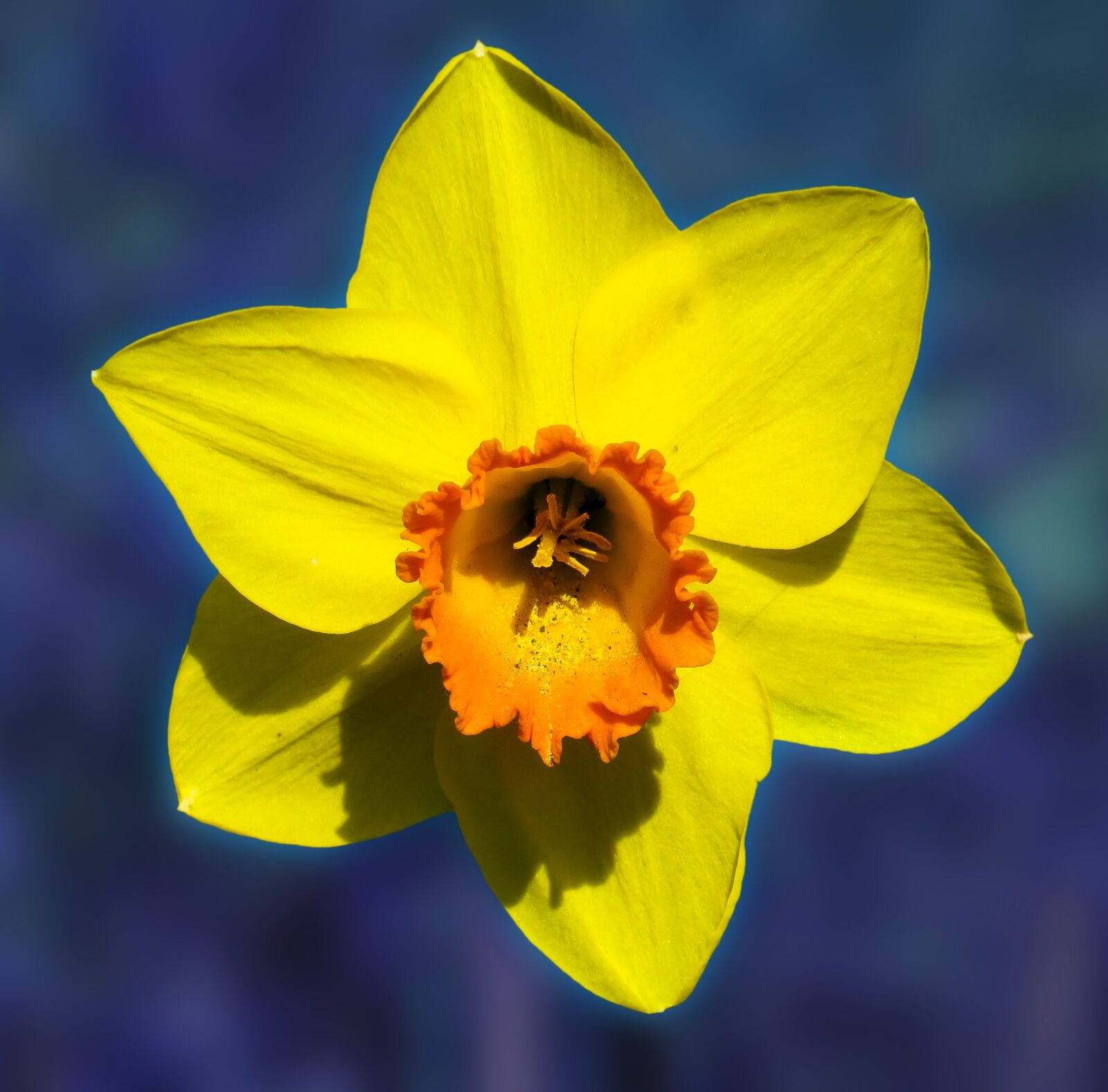 Canon PowerShot SX50 HS sample photo. Flower, narcissus, blossom photography