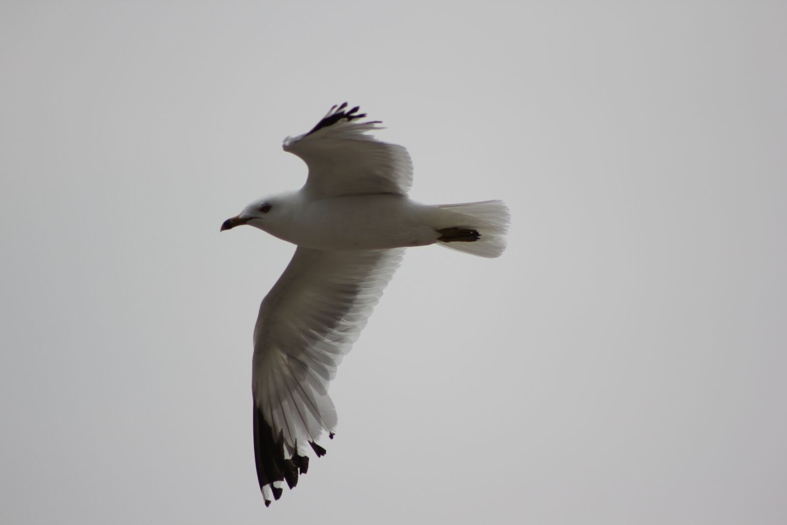 Canon EF 75-300mm f/4-5.6 sample photo. Seagull, flight, bird photography