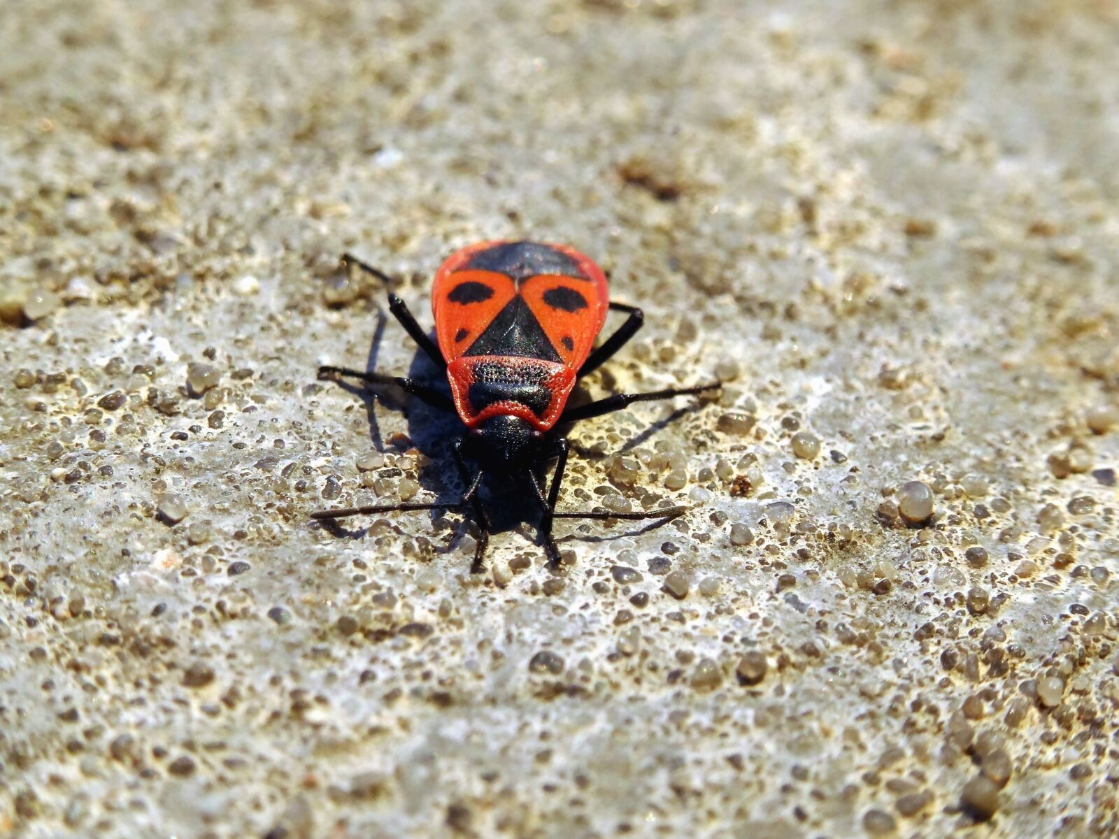 Sony DSC-HX50 sample photo. Insect, beetle, dirt, legs photography
