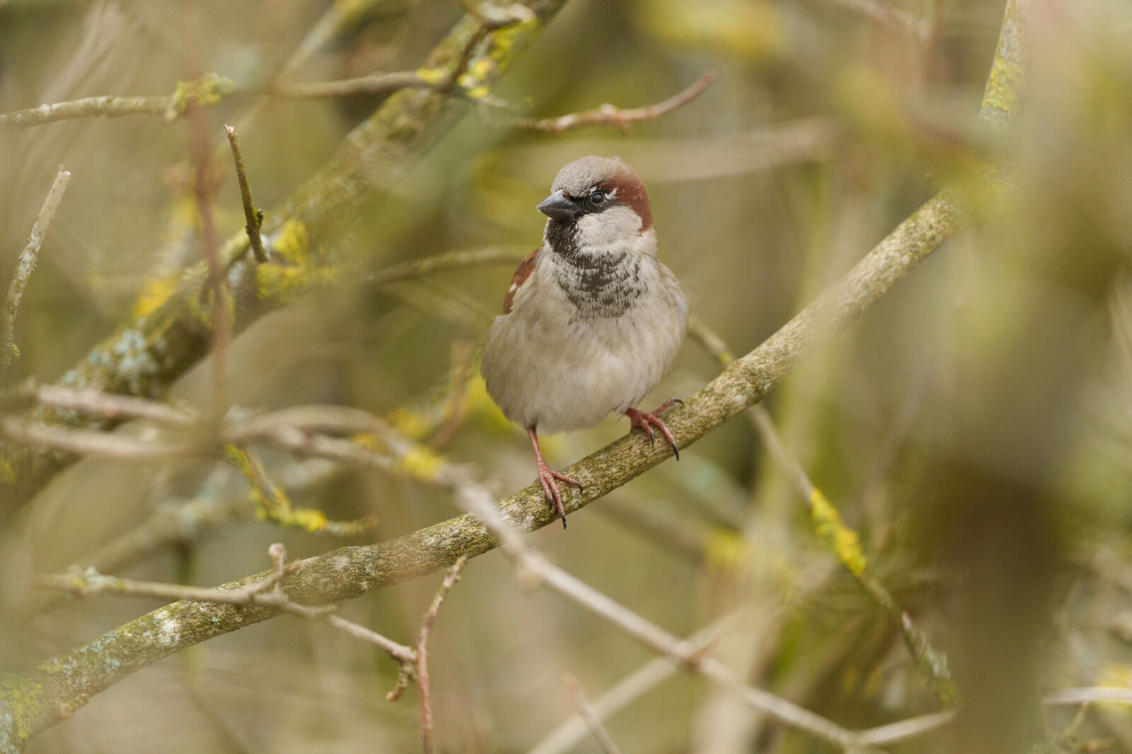 Sony a7R V sample photo. Bird in the bush photography