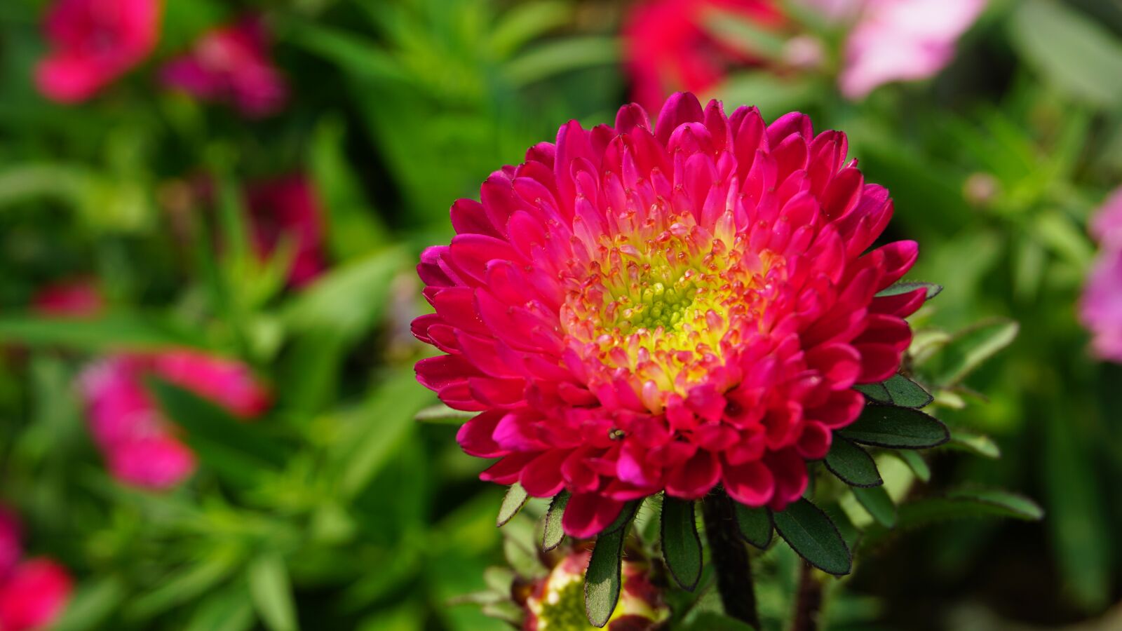 Sony a6000 sample photo. Flower, nature, beauty photography