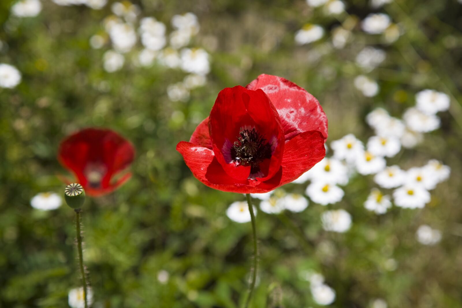 Canon EOS 5D sample photo. Daisy, papaver rhoeas, nature photography