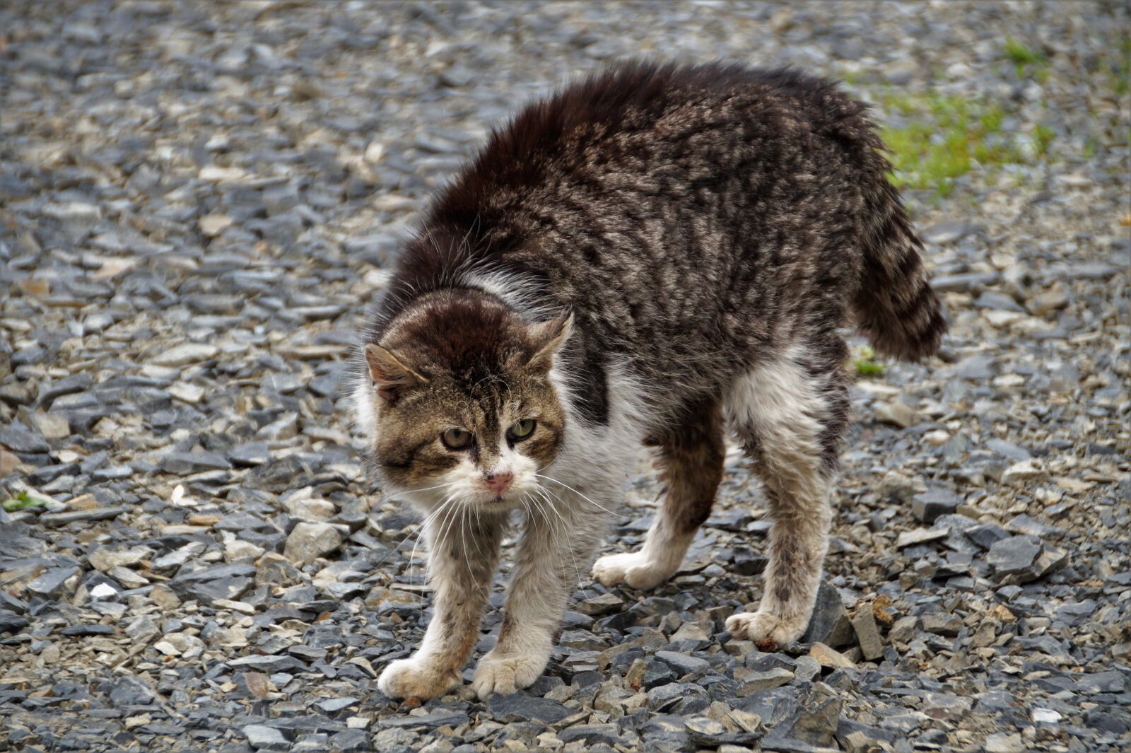 Sony SLT-A58 sample photo. Cat, bristling, fight photography