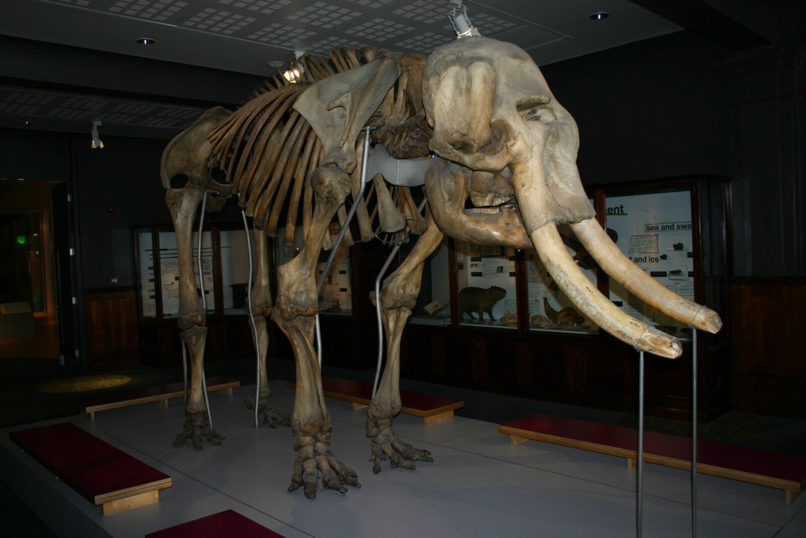 Canon EOS 300D (EOS Digital Rebel / EOS Kiss Digital) sample photo. Mammoth, woolly mammoth, extinct photography
