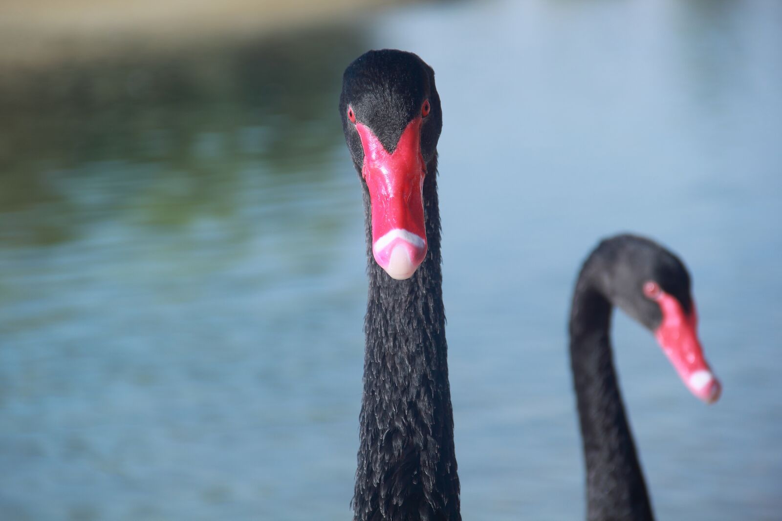 Canon EOS 60D sample photo. Swan, bird, nature photography