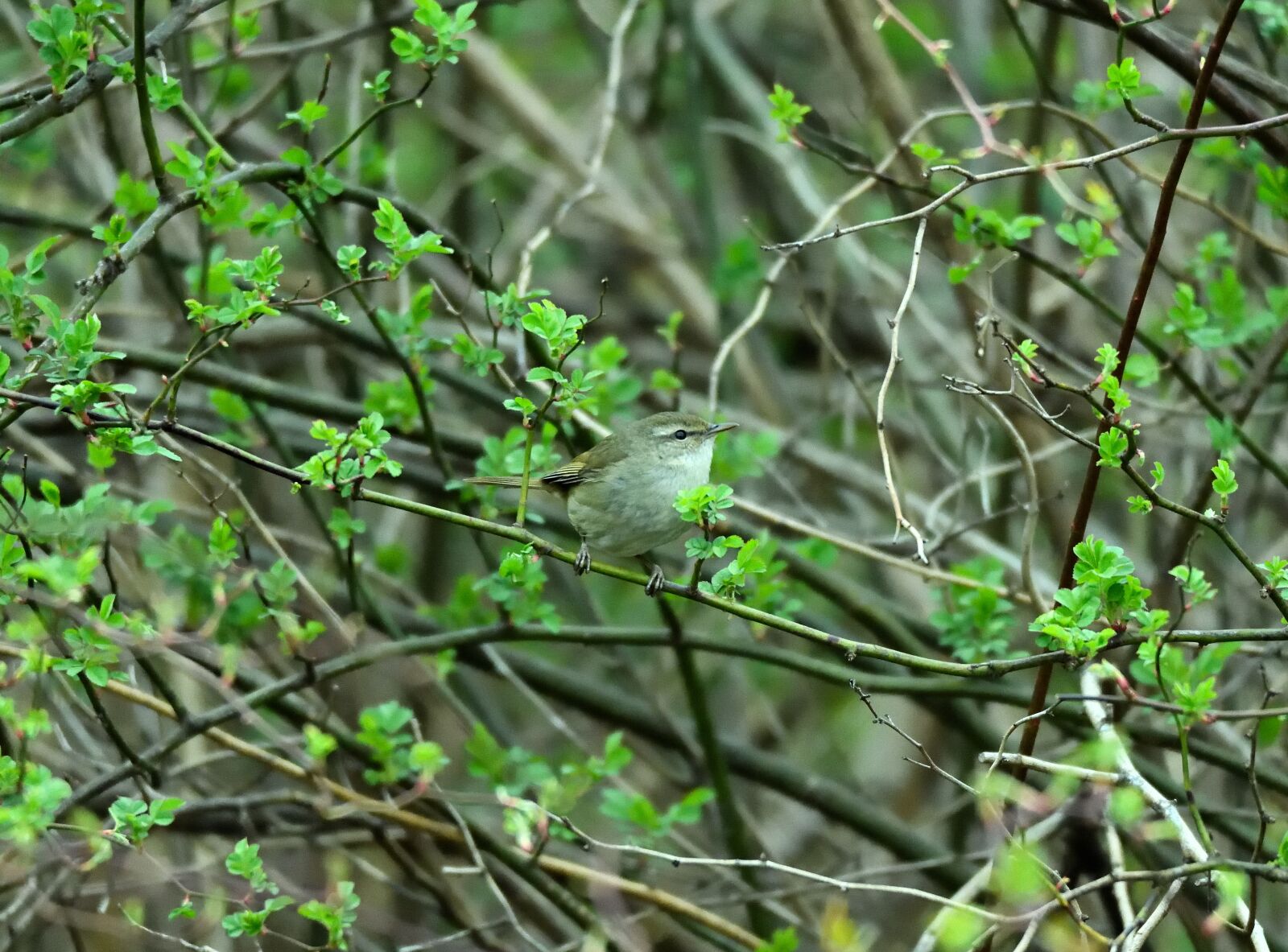 Nikon D850 sample photo. Bird, small bird, forest photography