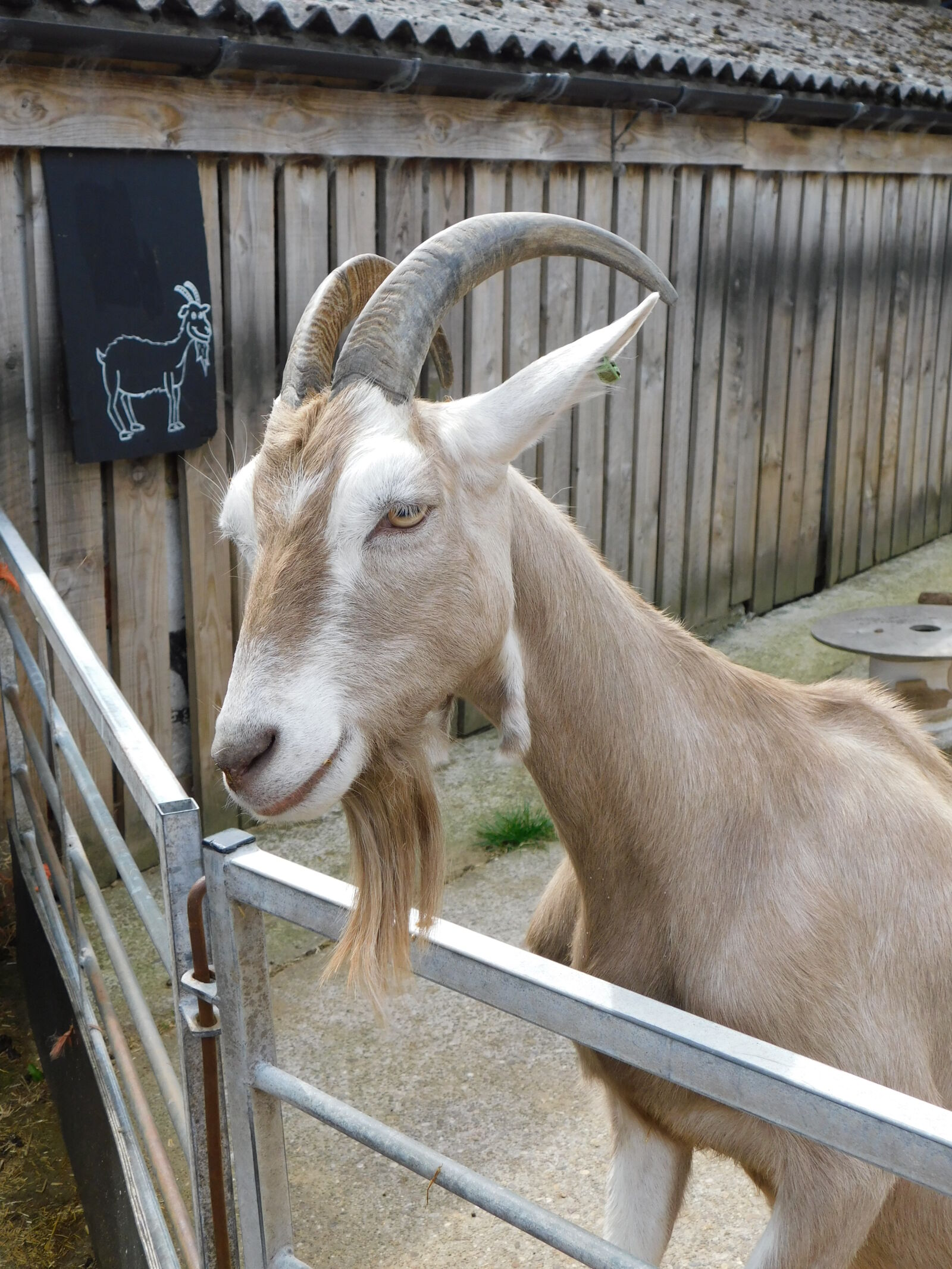 Nikon Coolpix B500 sample photo. Goat photography