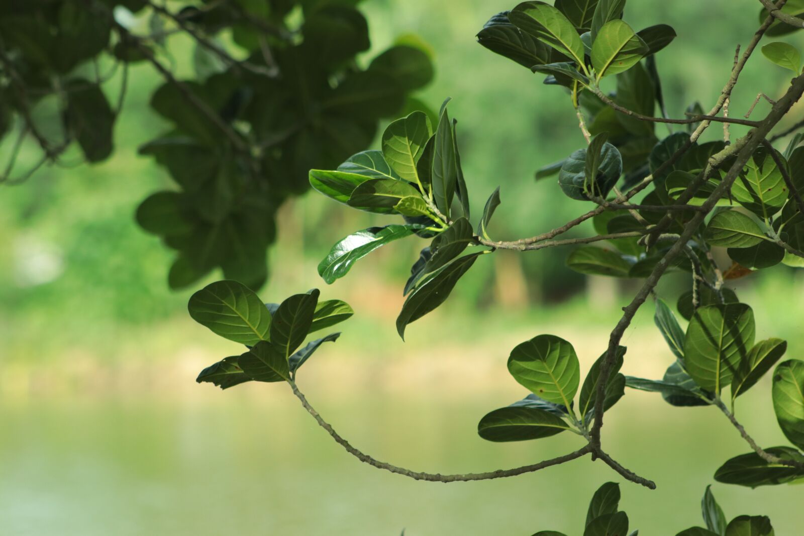 Canon EF75-300mm f/4-5.6 sample photo. Tree, leaves, branches photography