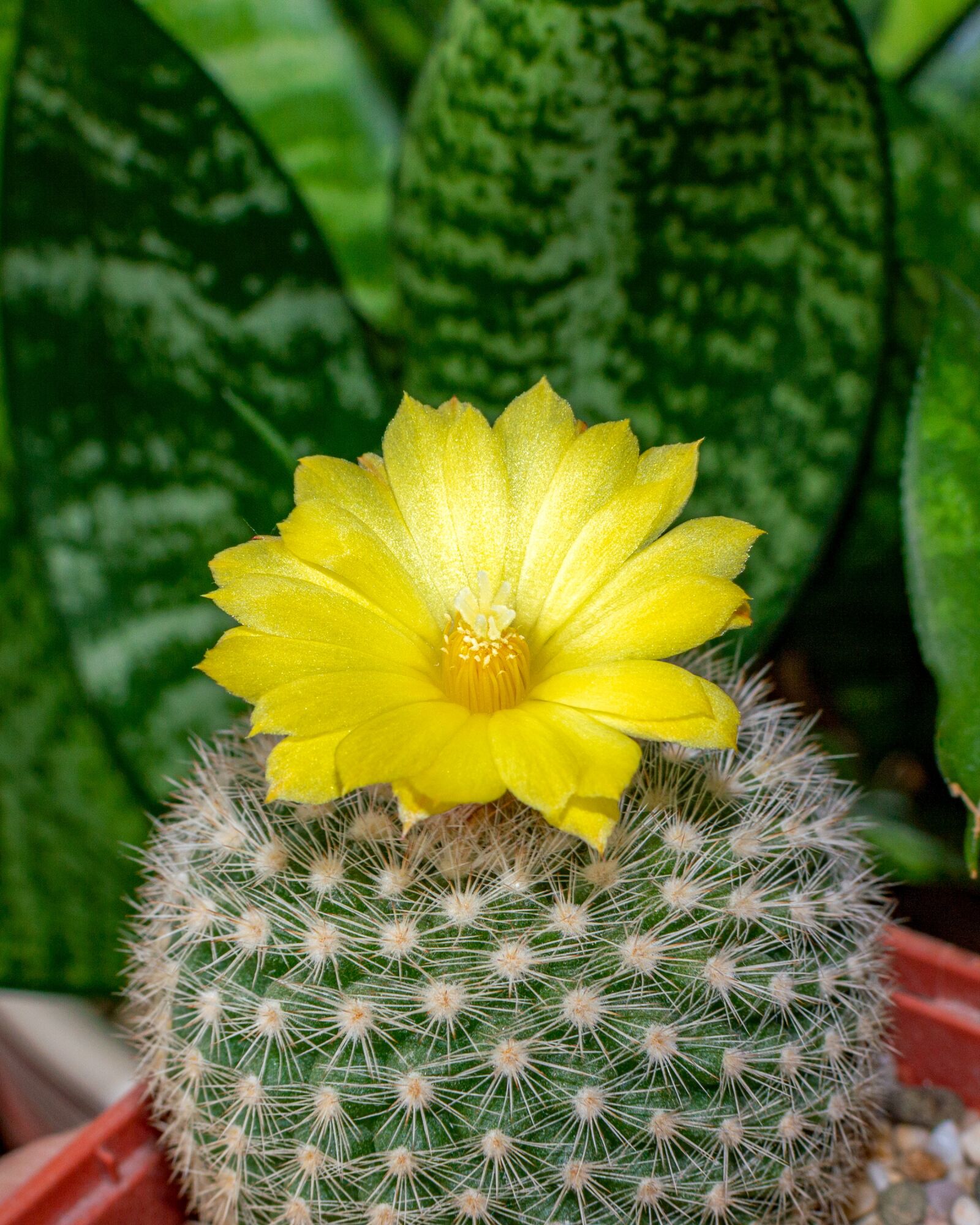 Nikon D3200 sample photo. Cactus, flower, bloom photography
