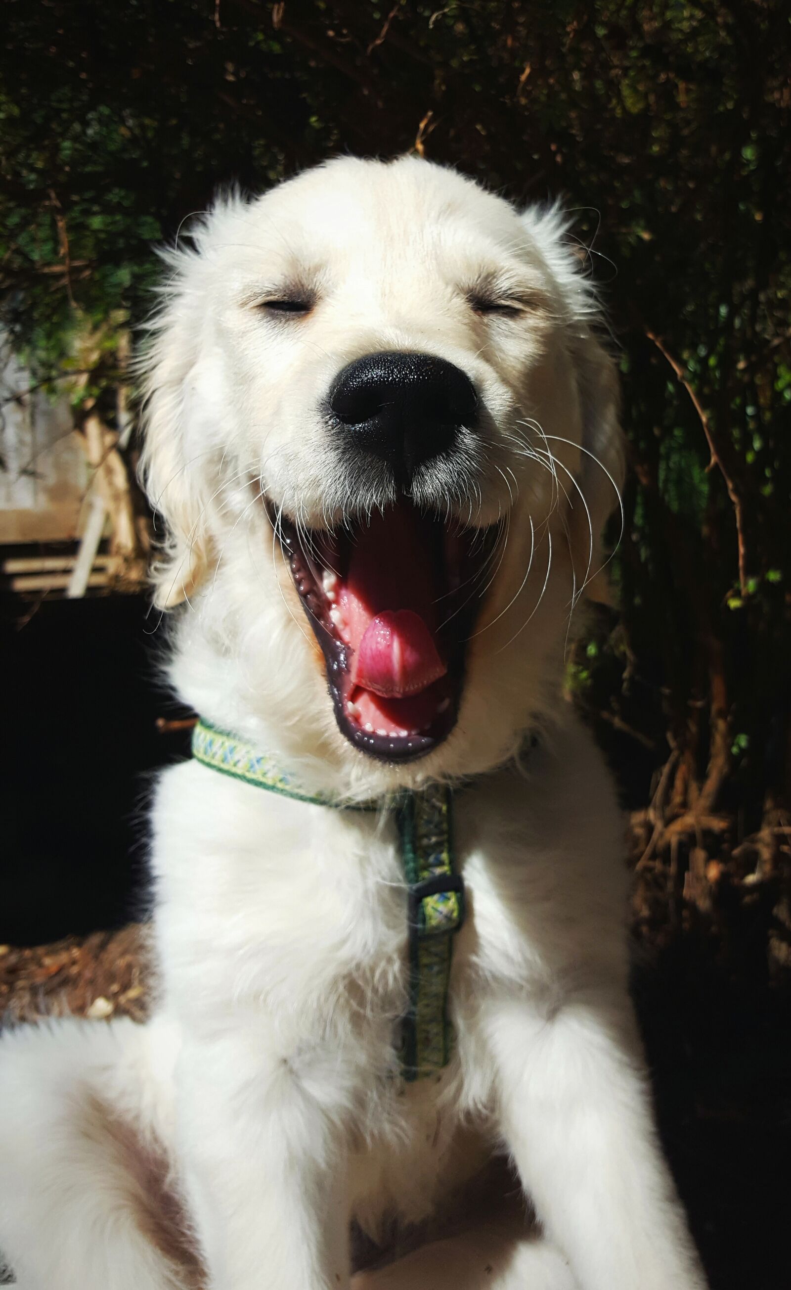 Samsung Galaxy S6 sample photo. Dog, puppy, smile photography
