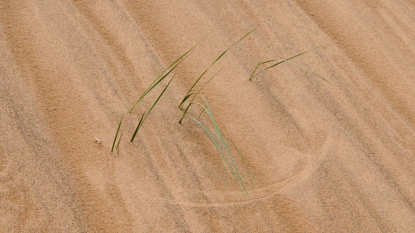 Nikon D300 sample photo. Mongolia, desert, structure photography