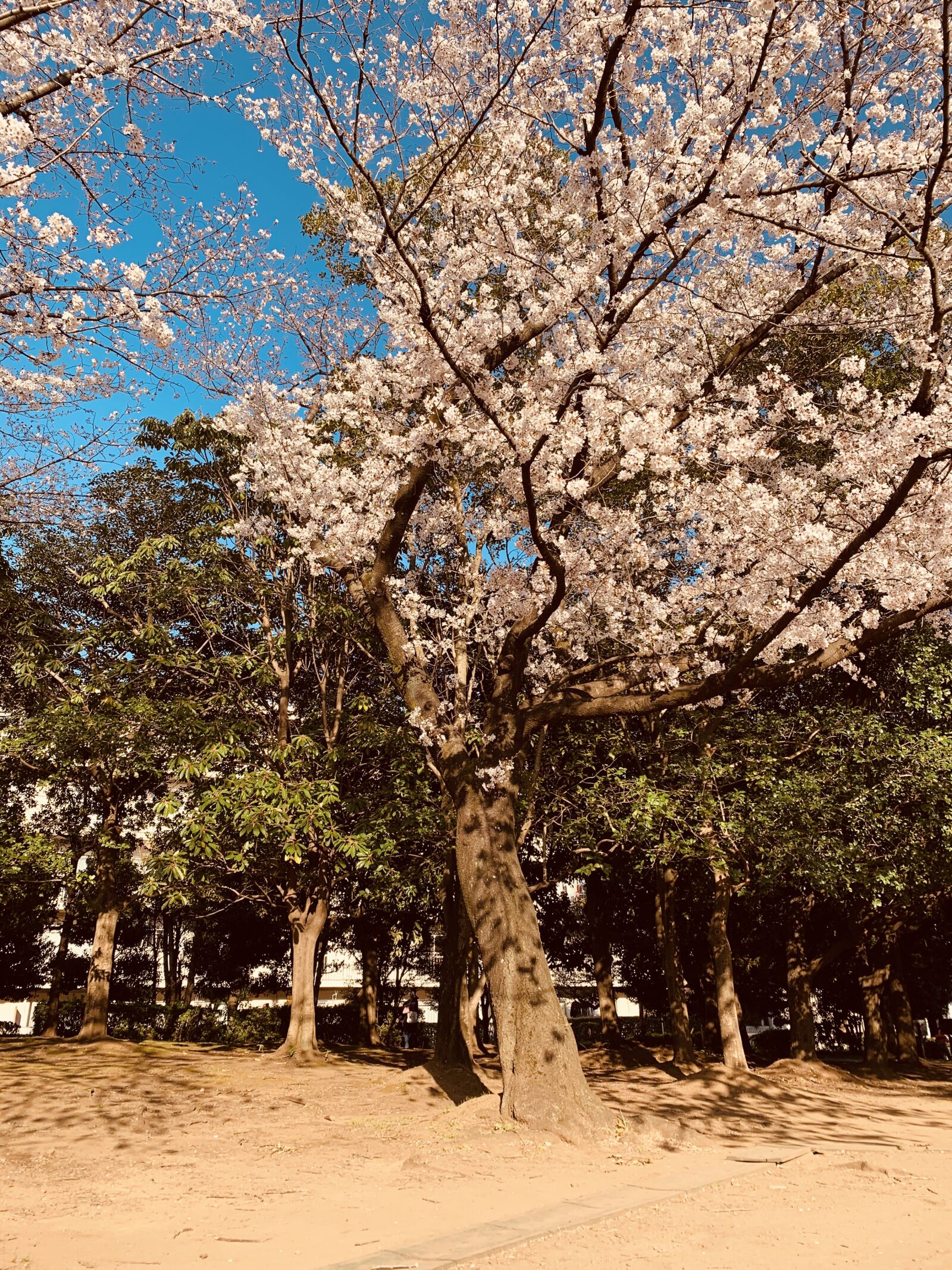 Apple iPhone XS Max sample photo. Cherry blossoms, wood, spring photography