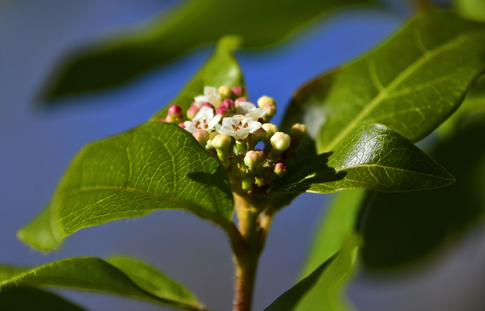 Nikon D7200 sample photo. Leaf, nature, plant photography