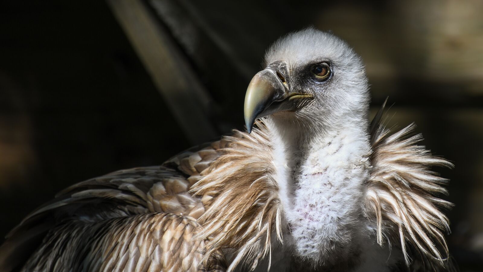 Nikon D500 sample photo. Vulture, tawny, raptor photography