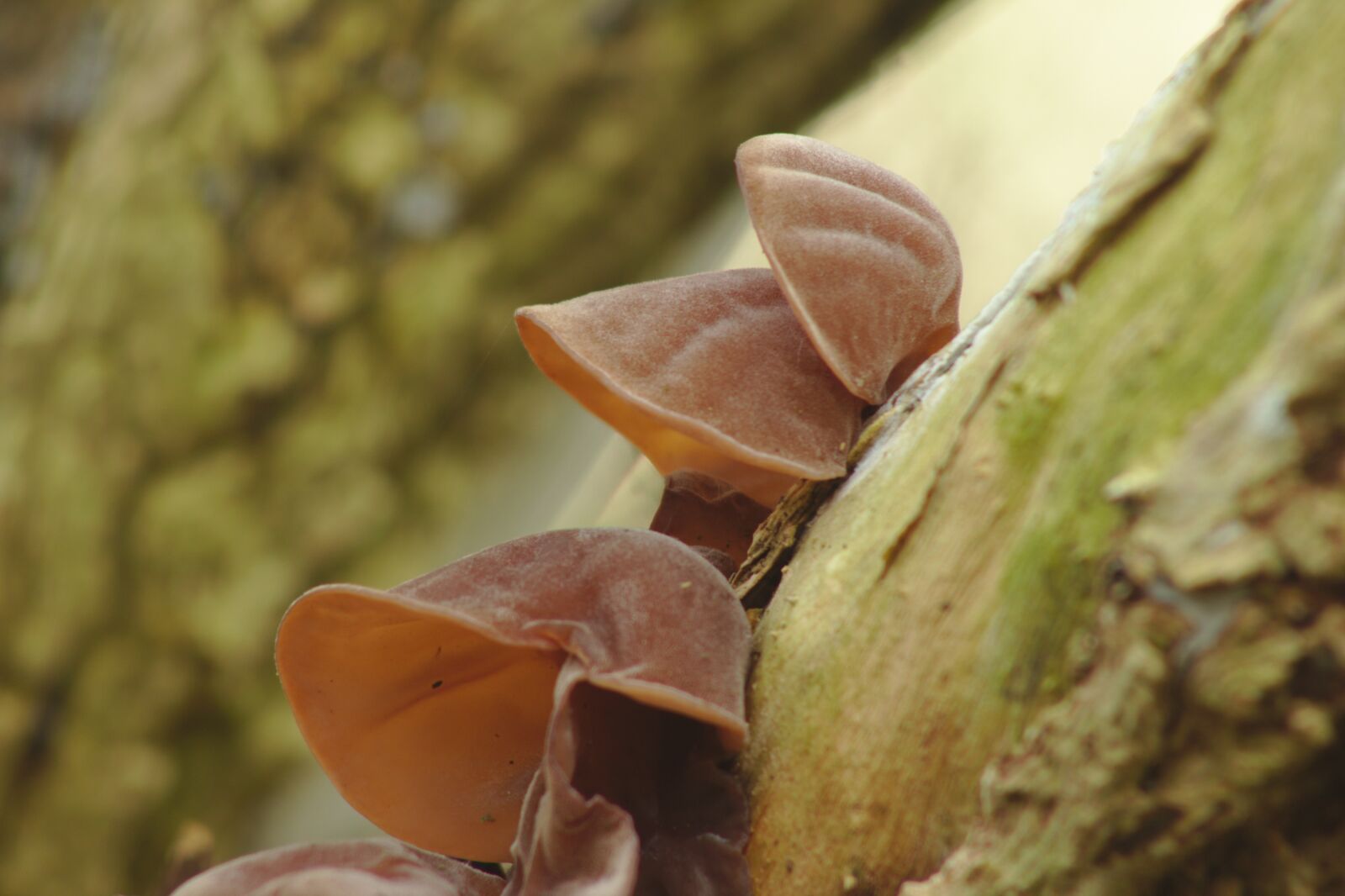 Canon EOS 550D (EOS Rebel T2i / EOS Kiss X4) sample photo. Judas ear, jews ear photography