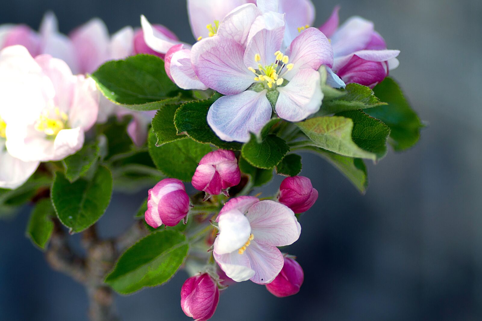 Canon EOS 7D sample photo. Apple blossom, apple tree photography