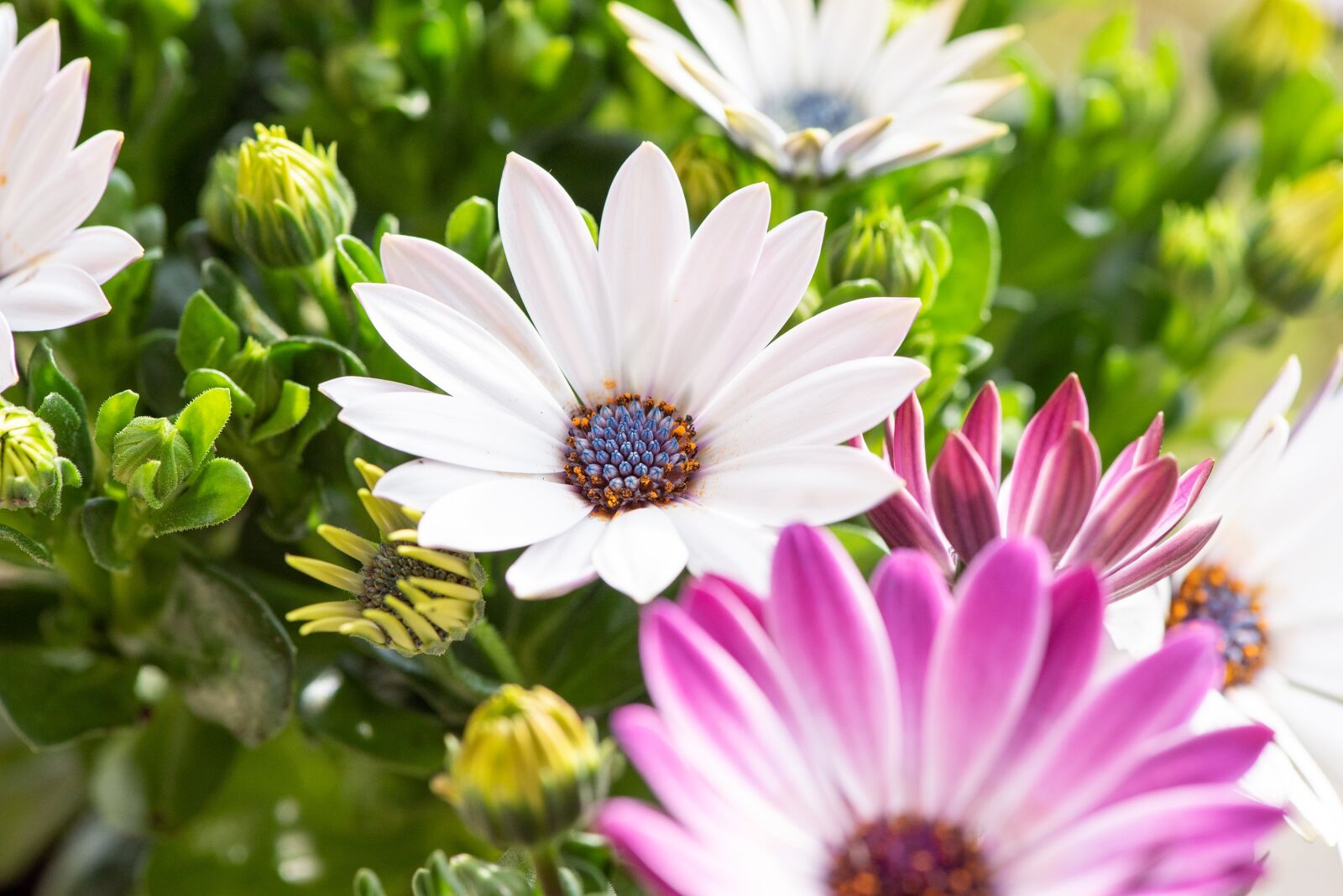 Nikon D750 sample photo. Flowers, garden, bloom photography