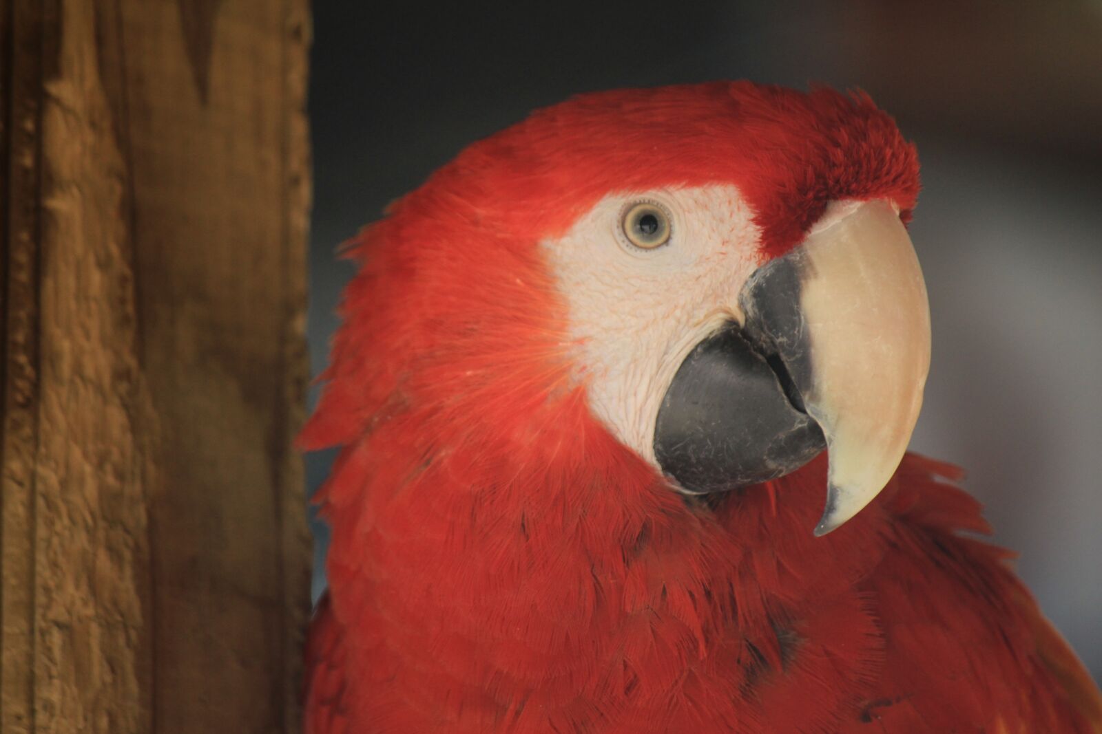 Canon EOS 1200D (EOS Rebel T5 / EOS Kiss X70 / EOS Hi) + Canon EF-S 55-250mm F4-5.6 IS sample photo. Macaw, ave, bird photography