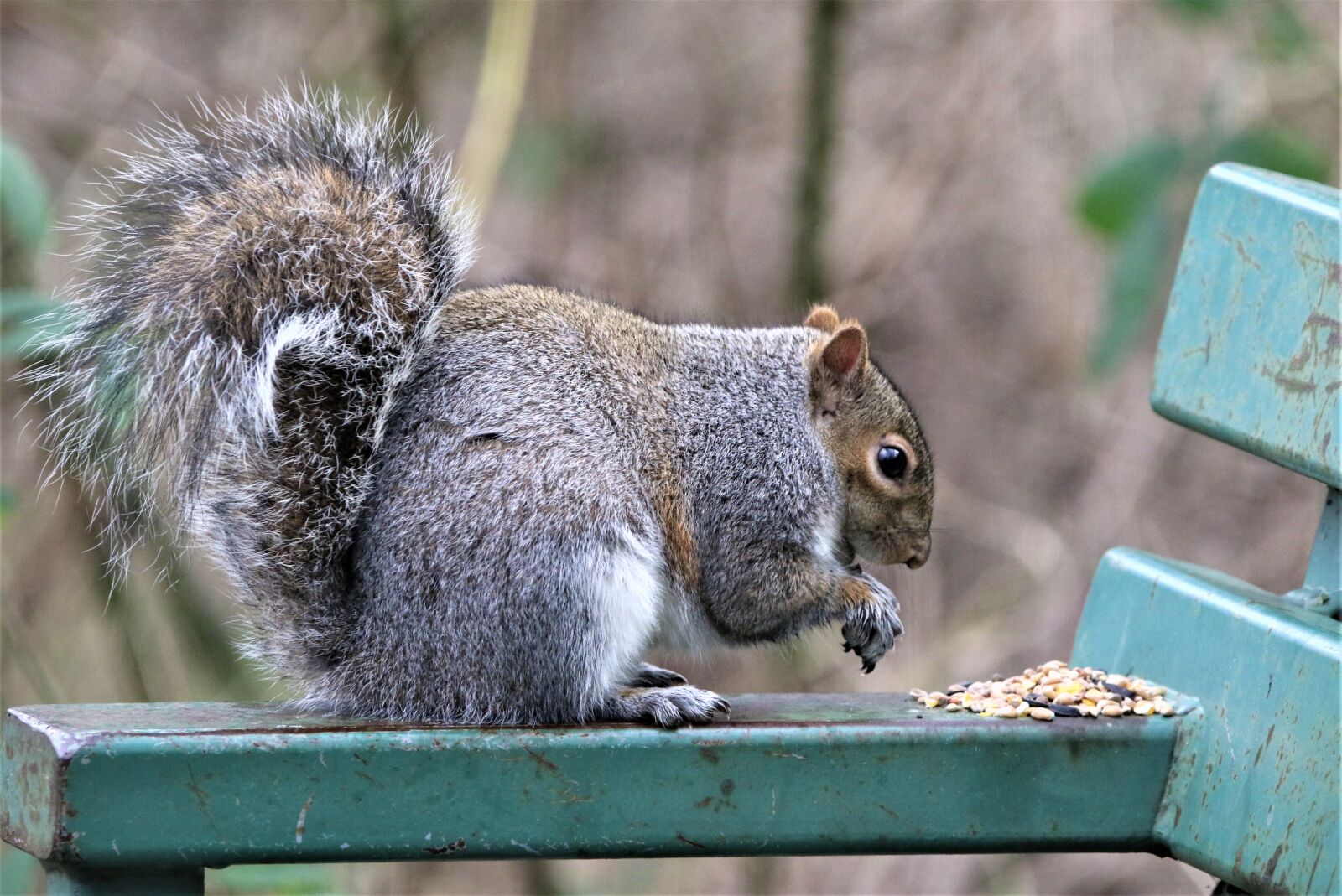 Canon EOS 7D Mark II sample photo. Squirrel, nature, bench photography