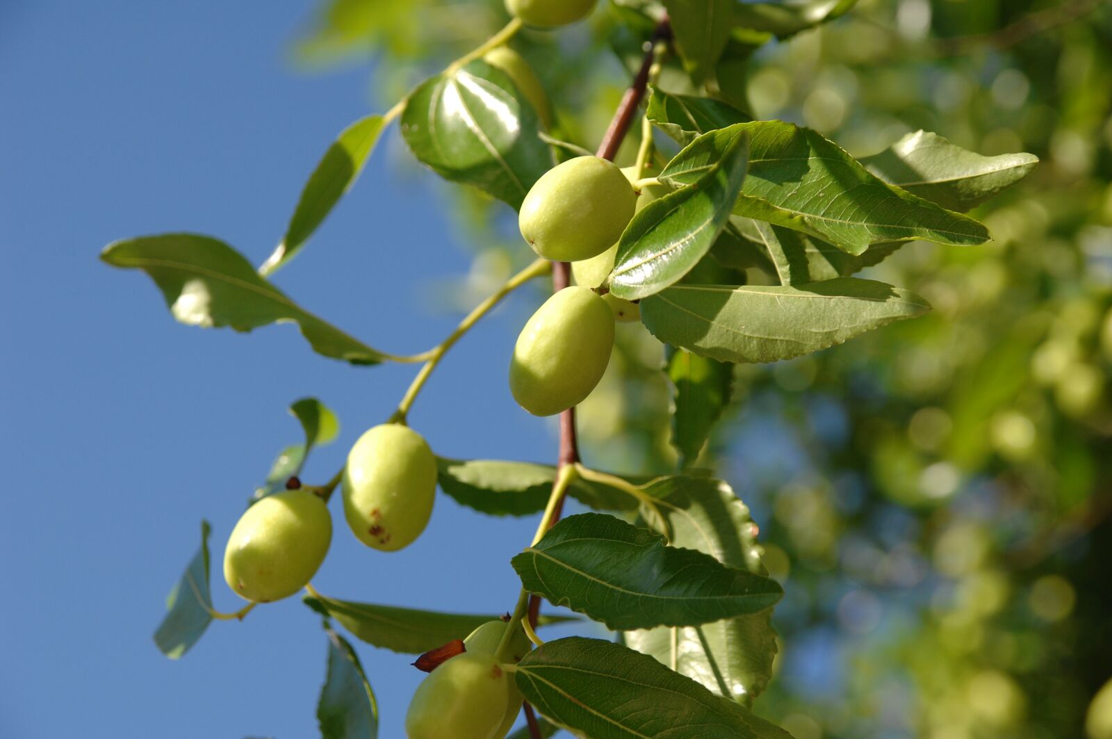 Nikon D2Xs sample photo. Autumn, sky, jujube photography