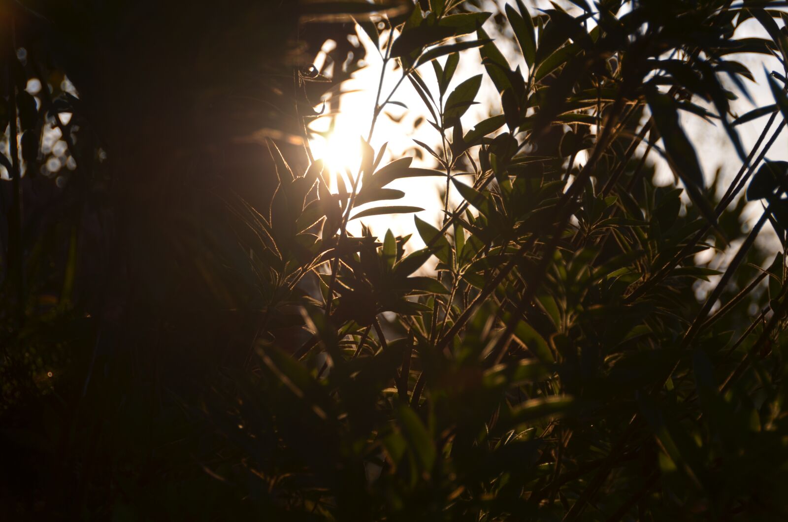 Nikon D5100 sample photo. Sol, sun, folha photography