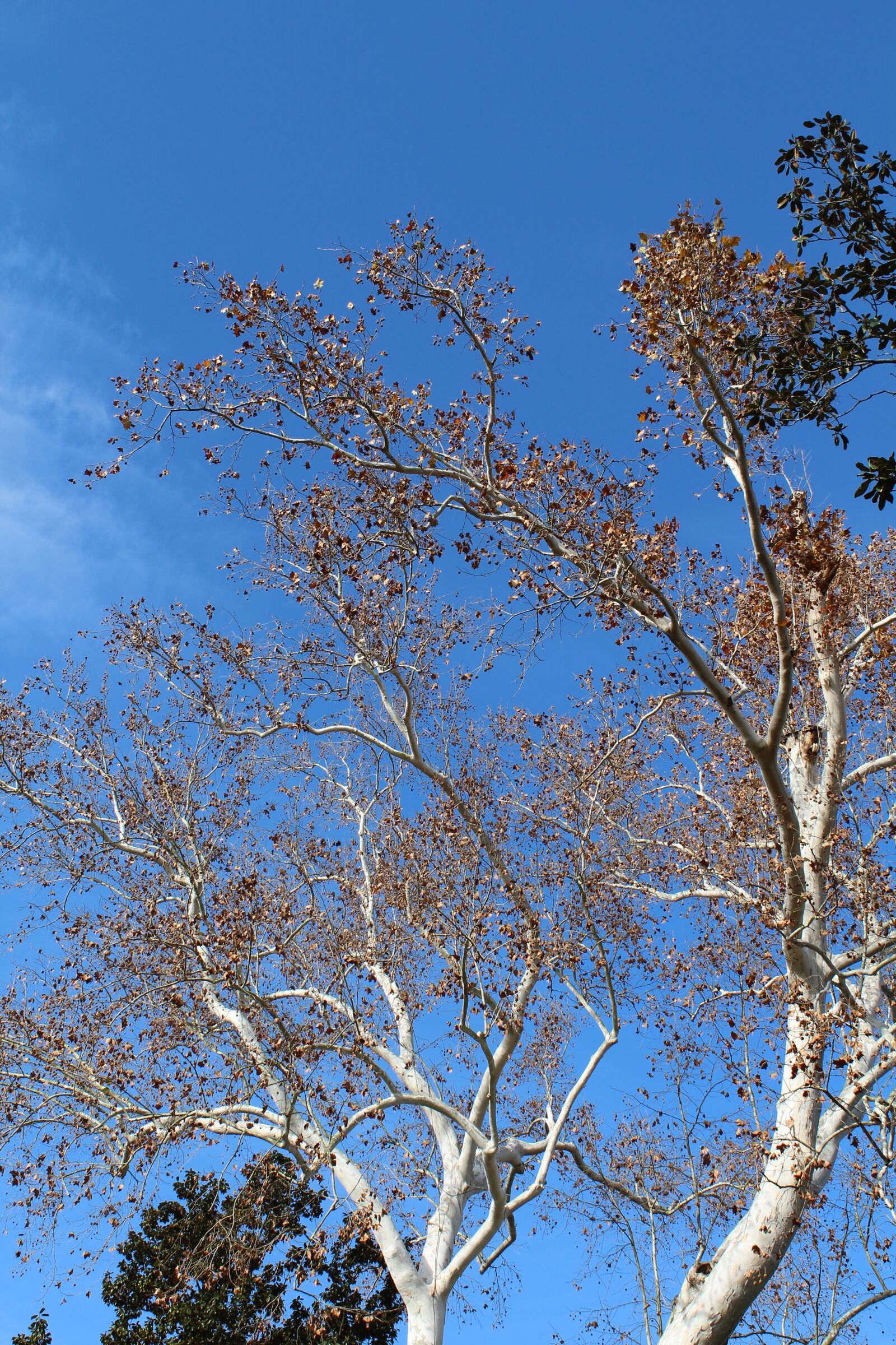 Canon EOS 650D (EOS Rebel T4i / EOS Kiss X6i) sample photo. Tree, garden, green photography
