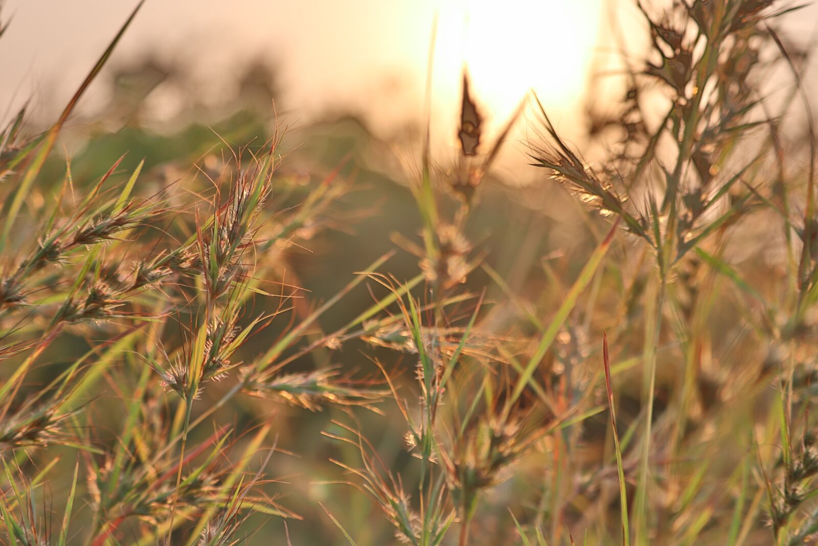 Canon EOS 200D (EOS Rebel SL2 / EOS Kiss X9) sample photo. Sunrise, golden, small tree photography