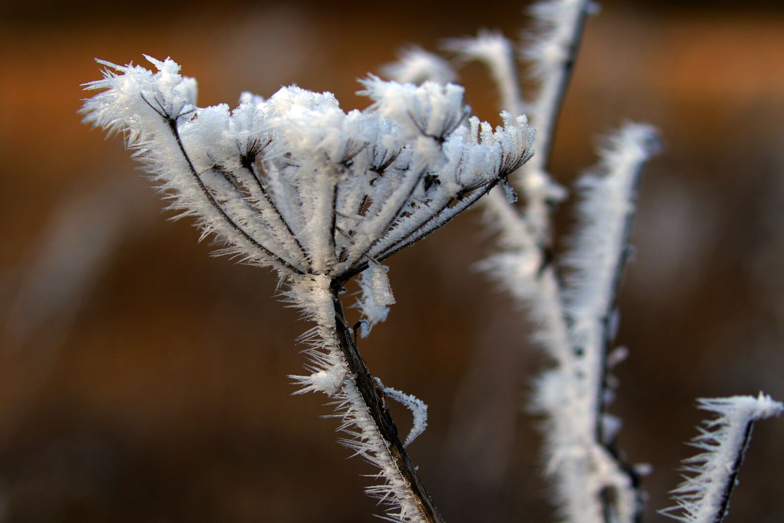 Canon EOS 7D Mark II sample photo. Plant, icy, trees photography