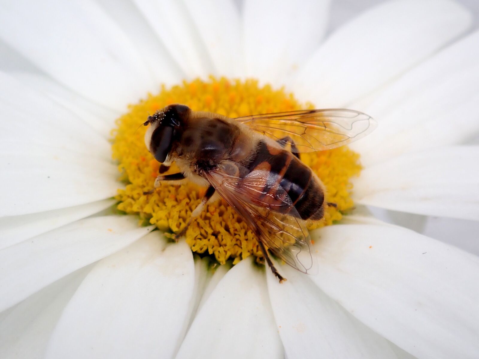 Olympus TG-5 sample photo. Bee, flower, insect photography