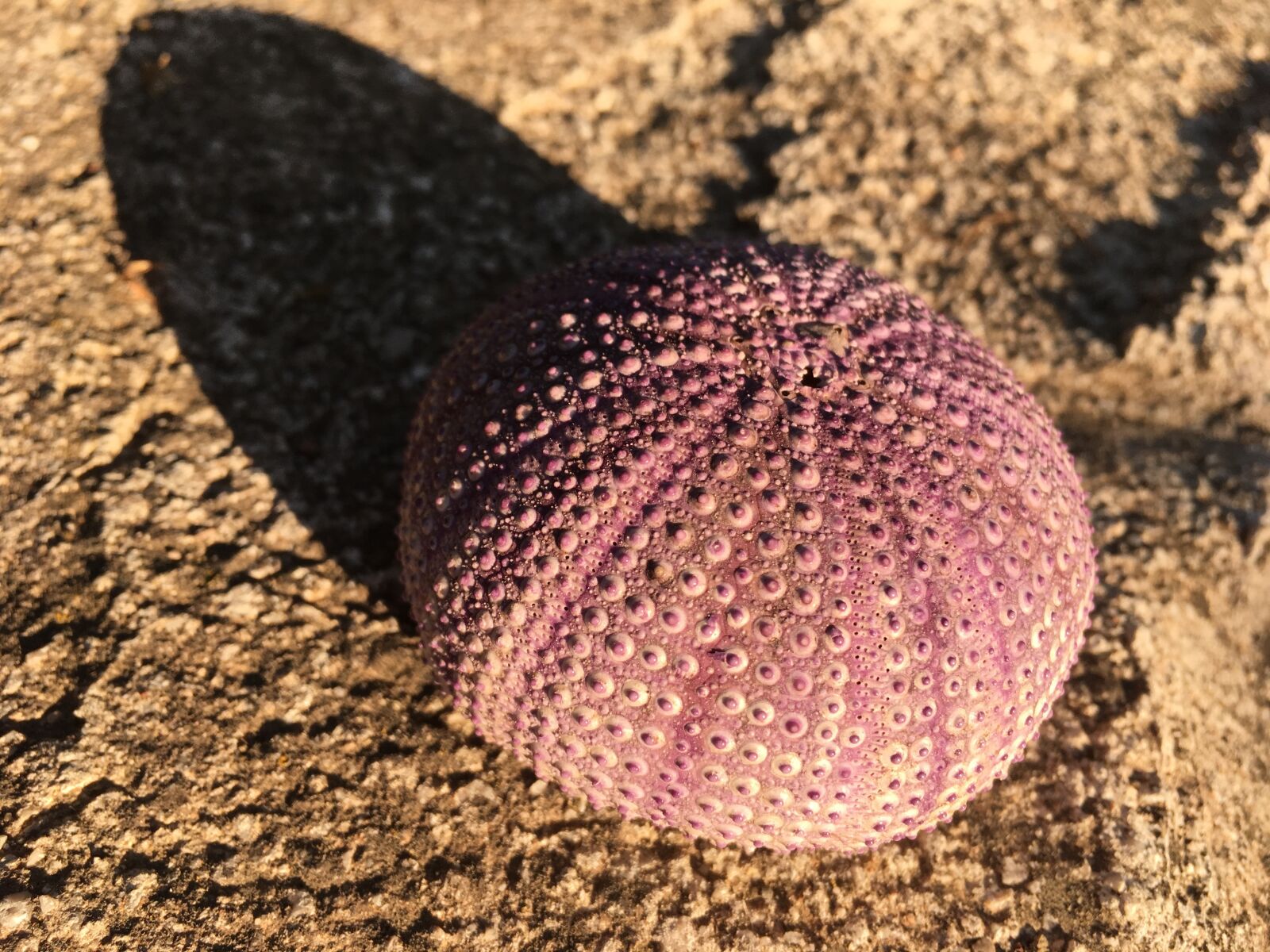 Apple iPhone SE sample photo. Sea urchin, sea, ocean photography