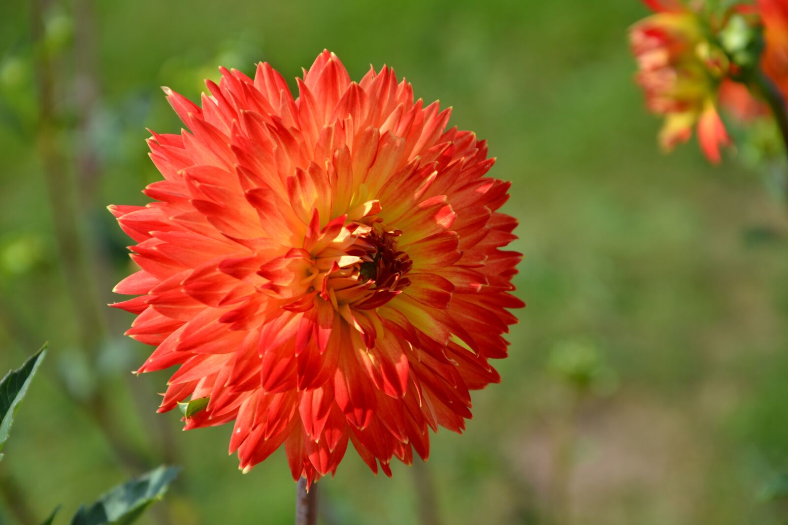 Nikon D3100 sample photo. Flower, red, bloom photography