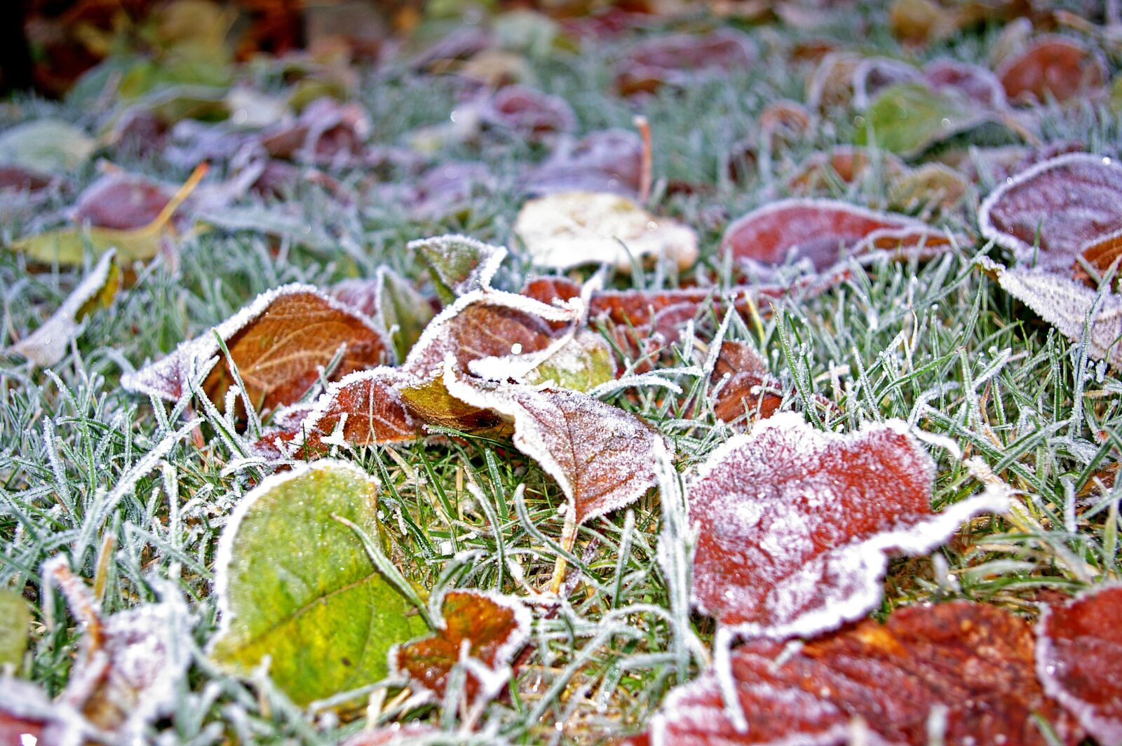 Pentax *ist DL2 sample photo. Rush, lawn frosty, meadow photography