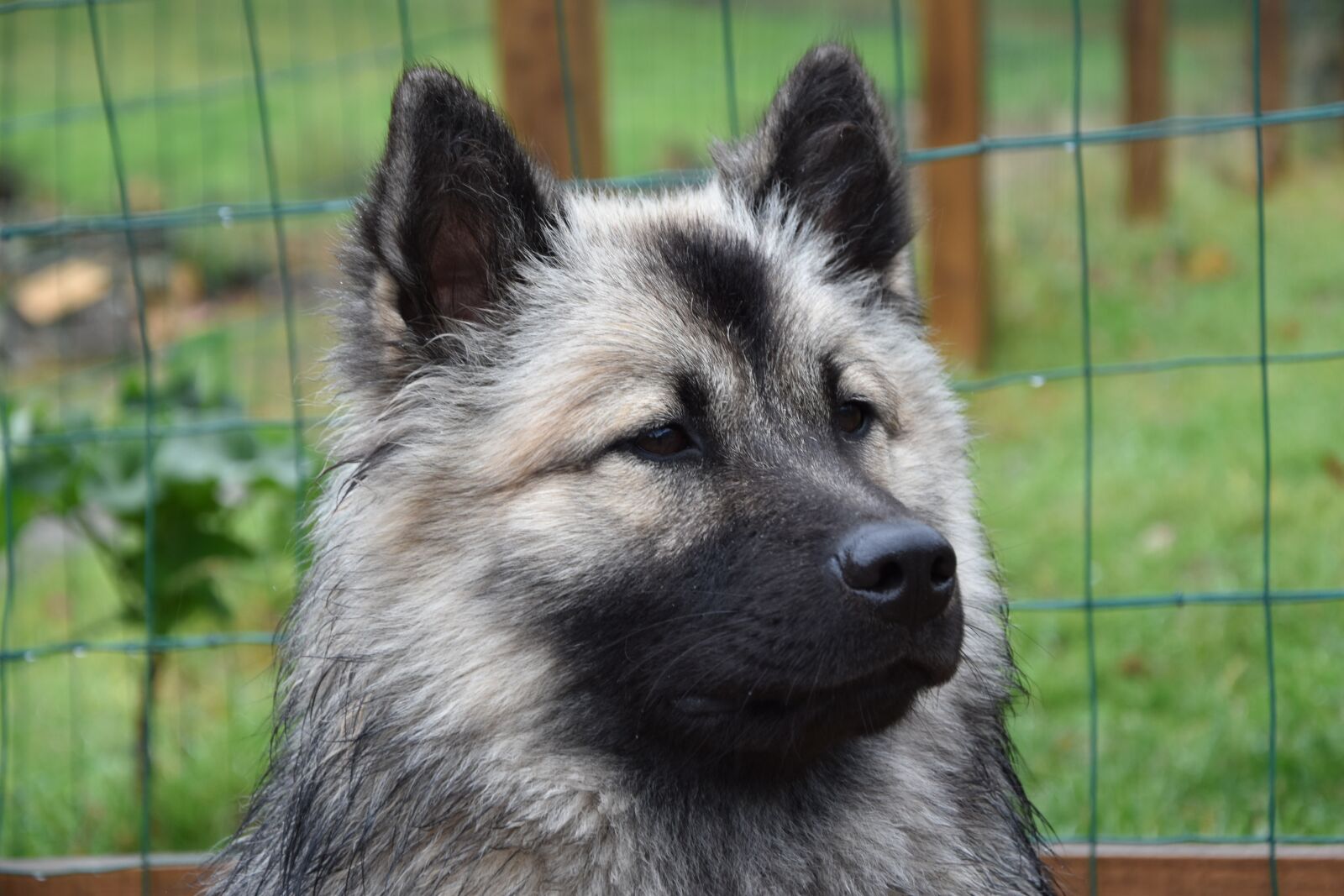 Nikon D5600 sample photo. Dog, dog eurasier dog photography