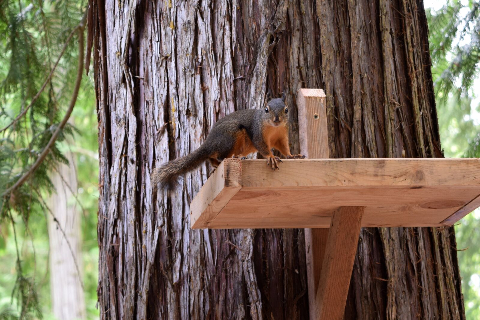 Nikon D3300 sample photo. Squirrel, nature, tree photography