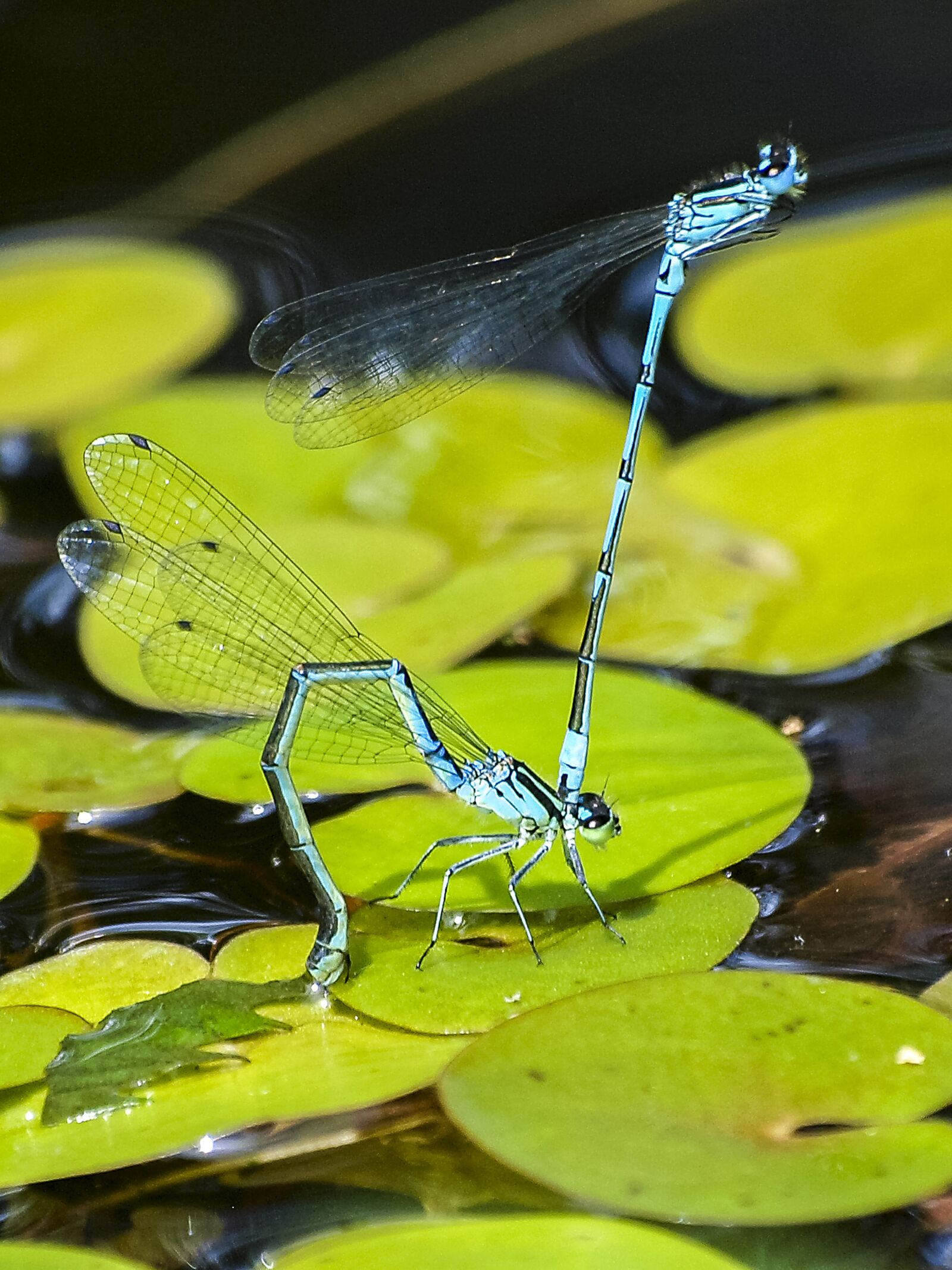 Olympus Zuiko Digital ED 70-300mm F4.0-5.6 sample photo. Azure bridesmaid, dragonfly, insect photography