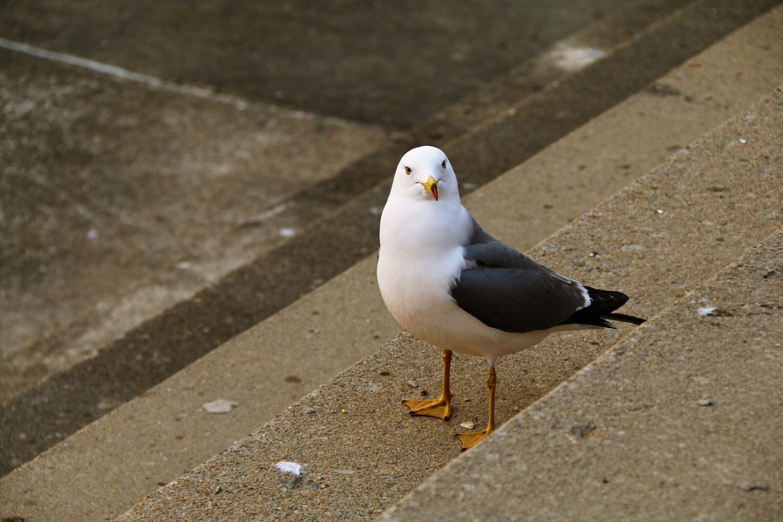 Canon EF-S 18-200mm F3.5-5.6 IS sample photo. New, seagull, stairs photography