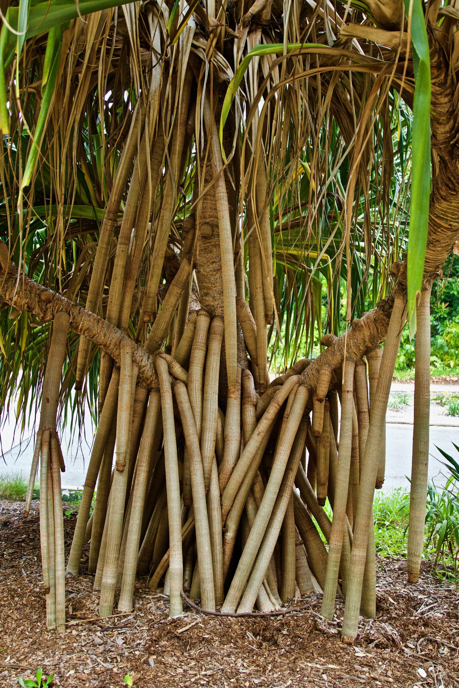 Sony E 18-135mm F3.5-5.6 OSS sample photo. Tree, roots, branches photography