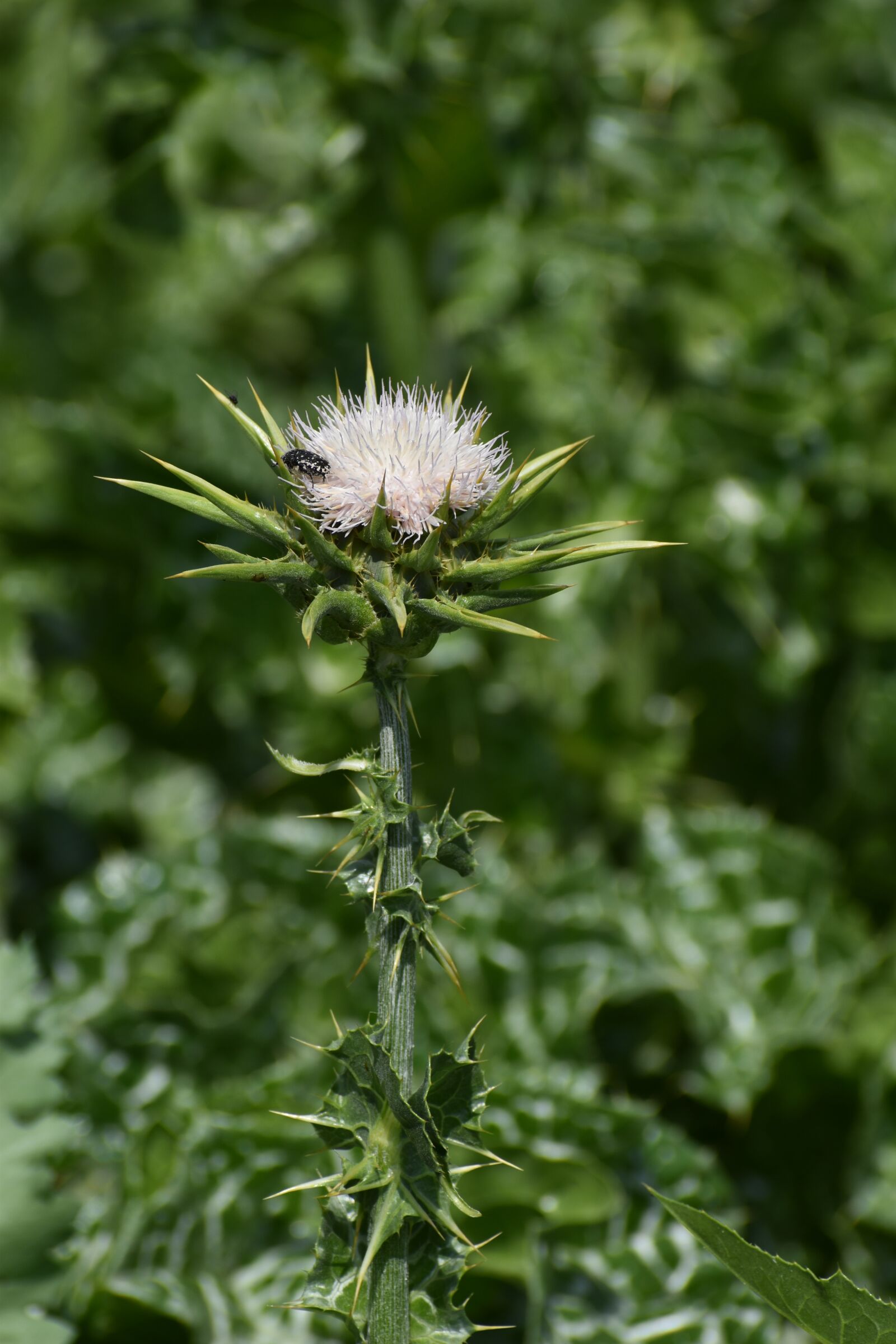 Nikon D3500 sample photo. Flowers, spring, flora photography