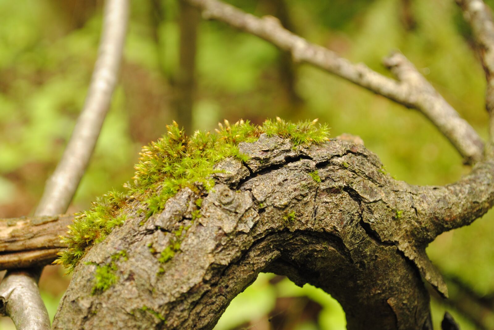Nikon D3000 sample photo. Foliage, forest, forests photography