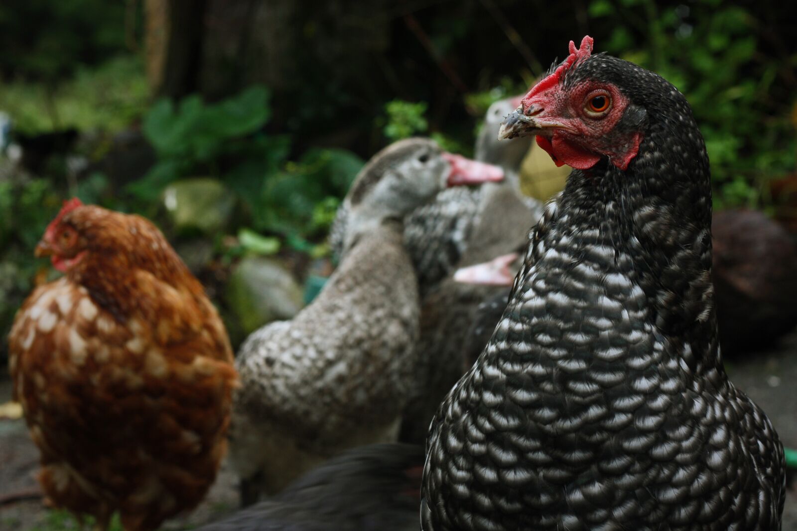 Canon EOS 450D (EOS Rebel XSi / EOS Kiss X2) sample photo. Chicken, farm, animal photography