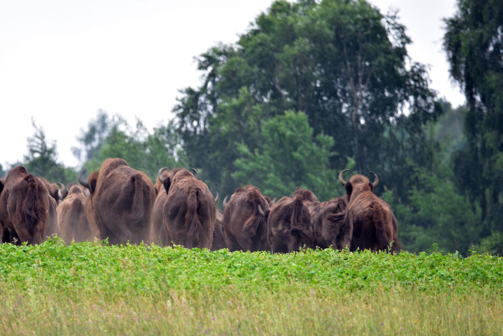 Nikon D3400 sample photo. Bison, bizon, bizon photography
