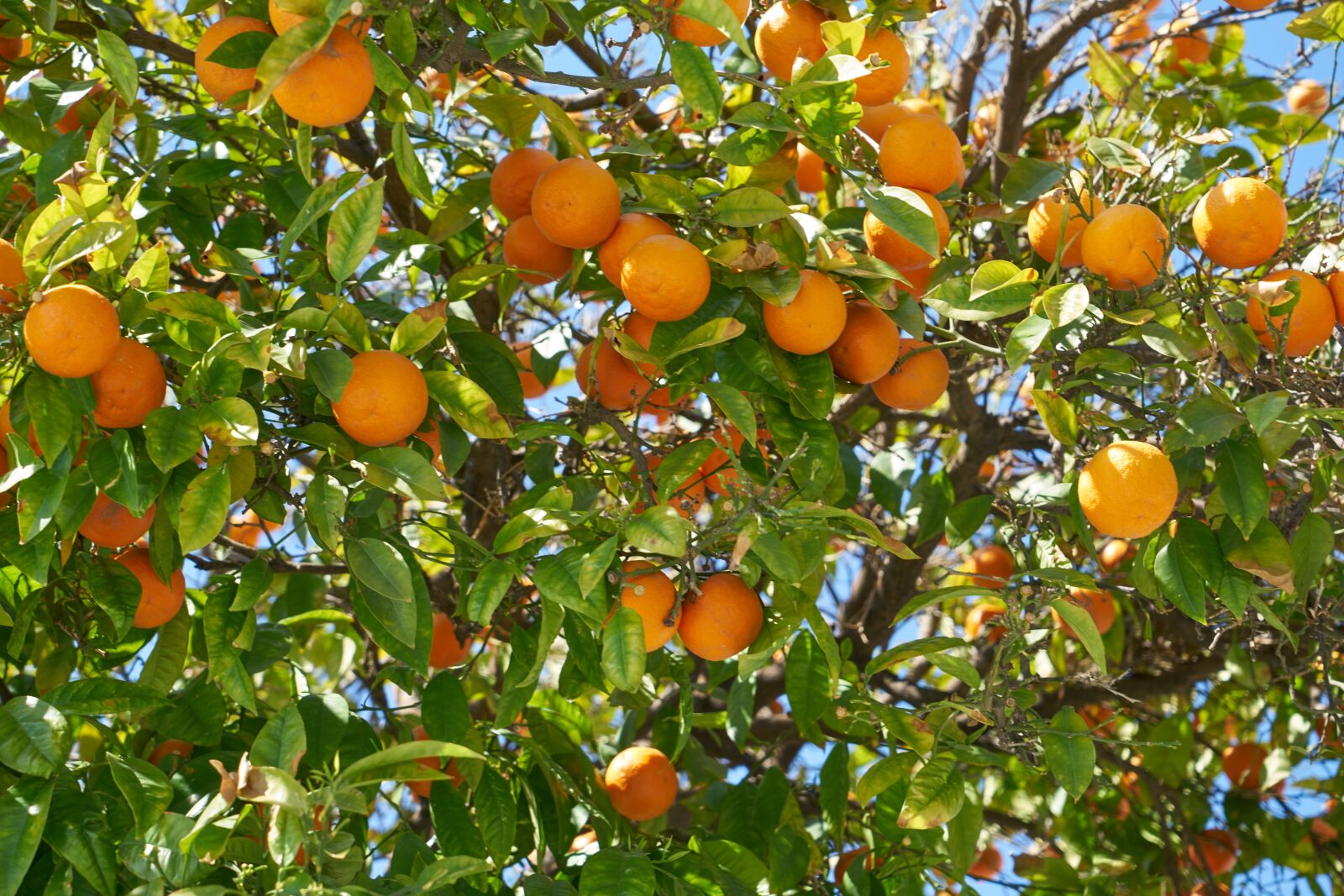 Sony a7R II sample photo. Orange, fruit, food photography