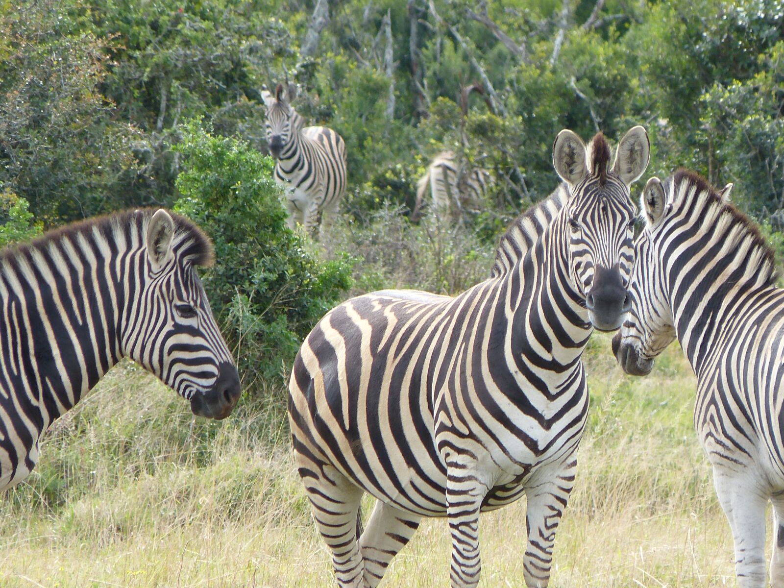 Panasonic Lumix DMC-FZ150 sample photo. Zebras, safari, kruger national photography