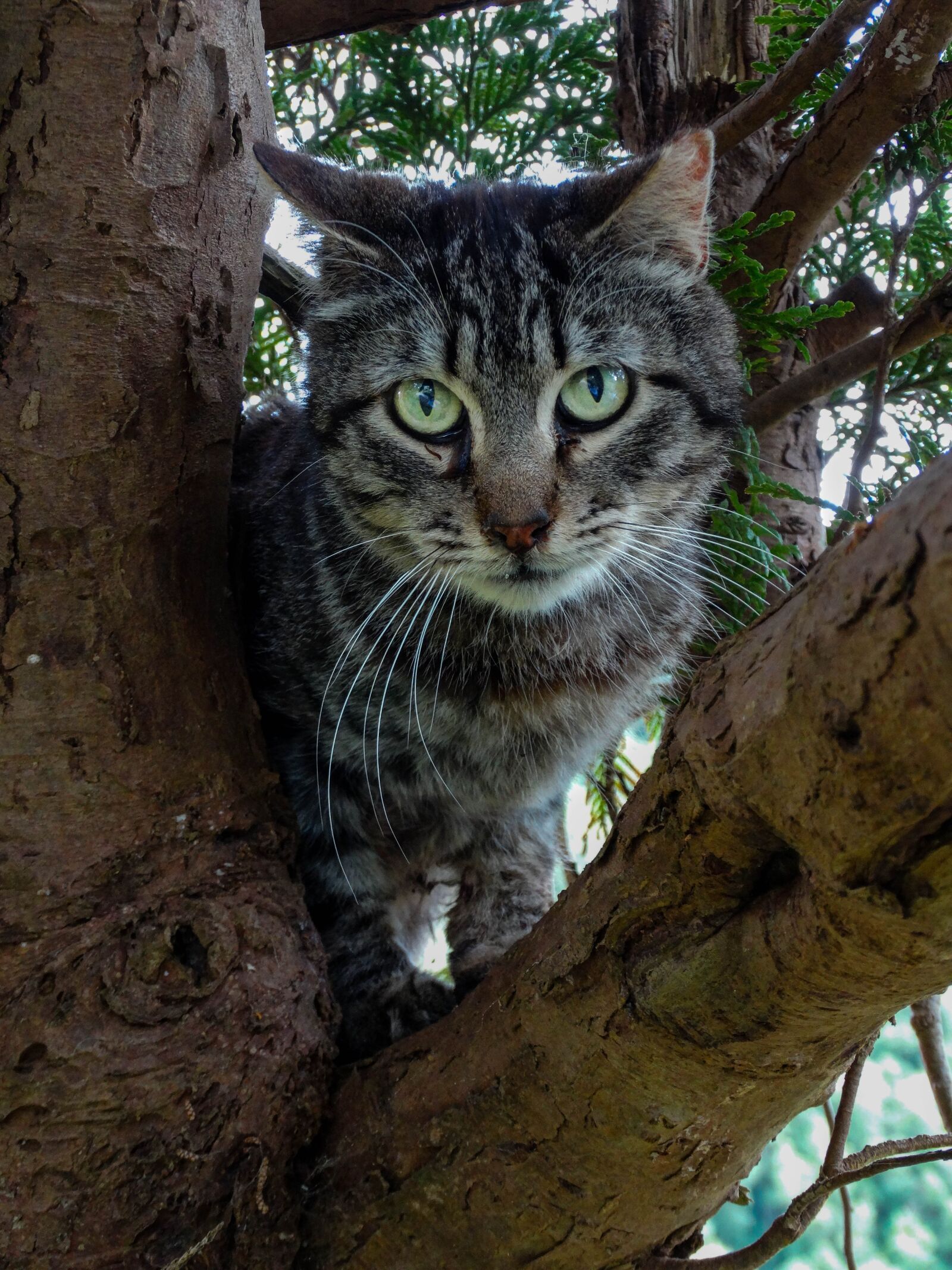 Sony Cyber-shot DSC-HX300 sample photo. Animal, cat, feline photography