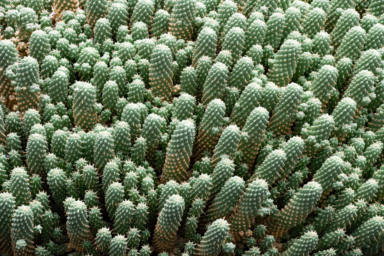 Nikon D5300 sample photo. Jardin de cactus, cactus photography