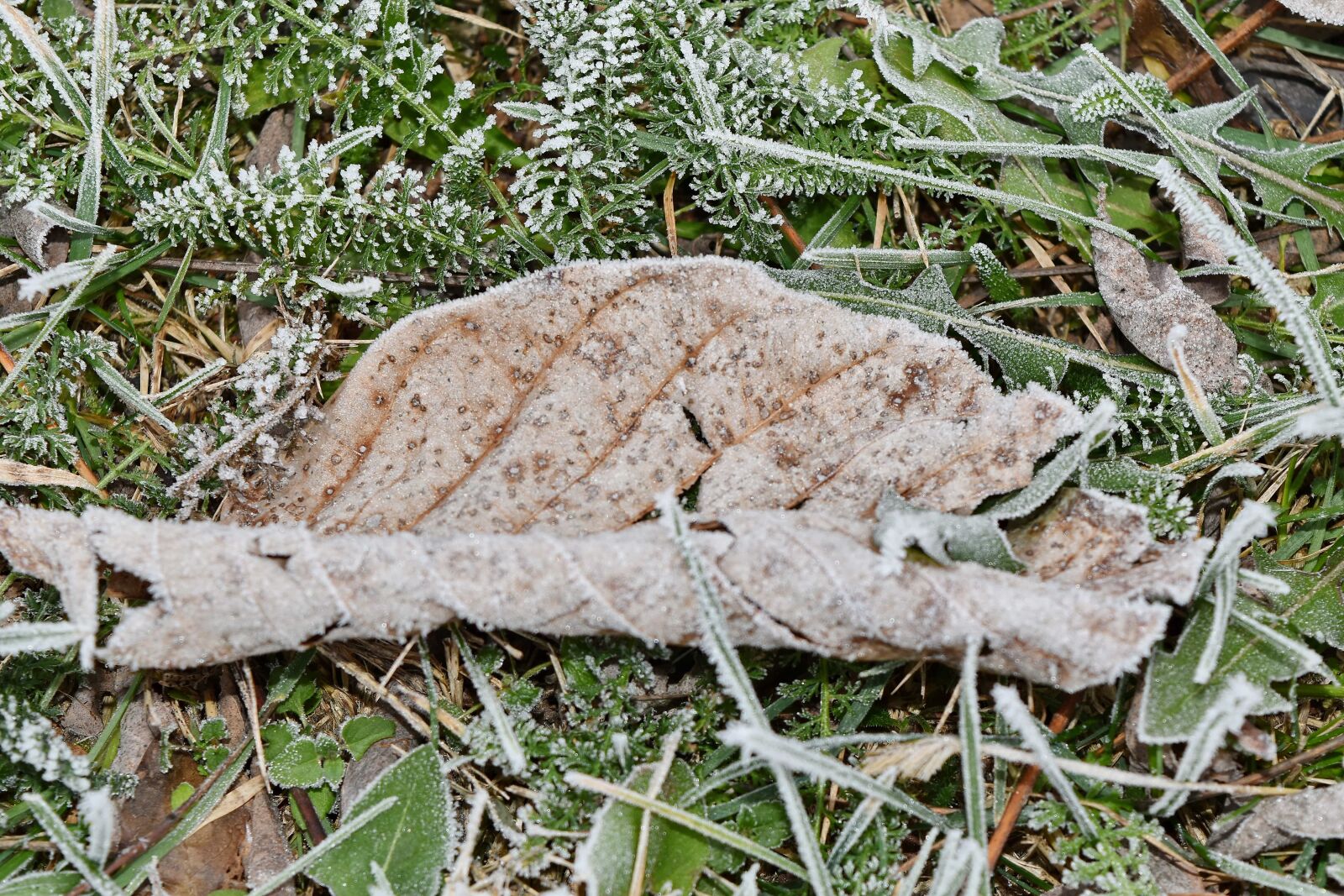 Nikon D5500 sample photo. Cold, dry, frost, frozen photography