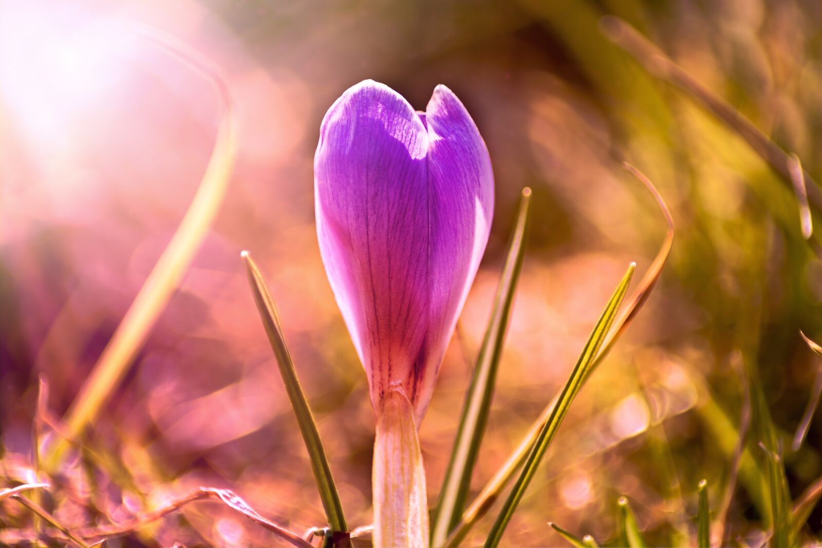 Canon EOS 750D (EOS Rebel T6i / EOS Kiss X8i) sample photo. Crocus, nature, flower photography